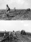 Специальная команда саперов, расчищающая дорогу от мин поставленных отступающими немецкими войсками. Июль 1943 года, Белгородское направление (ГАБО)